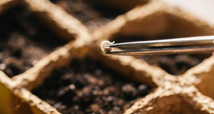 Cannabis seeds in soil