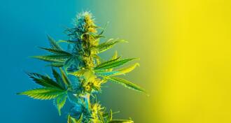 Cannabis flowering plant in lemon yellow and blue colors