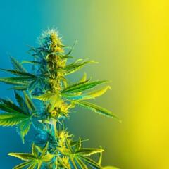 Cannabis flowering plant in lemon yellow and blue colors
