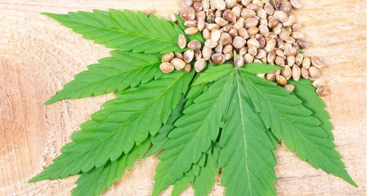 Cannabis Leaf and Seeds on wooden table