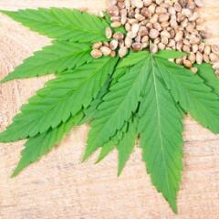 Cannabis Leaf and Seeds on wooden table