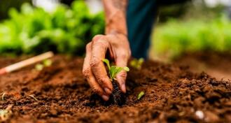 Close-up of a farmer planting a lettuce seedling on a community garden
