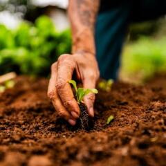 Close-up of a farmer planting a lettuce seedling on a community garden