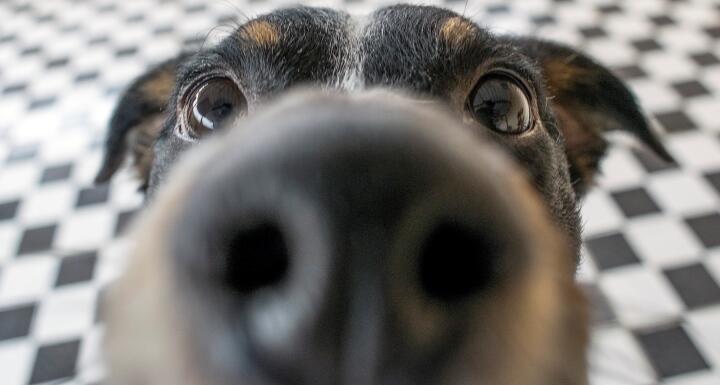 Closeup of dog nose