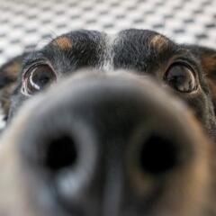 Closeup of dog nose