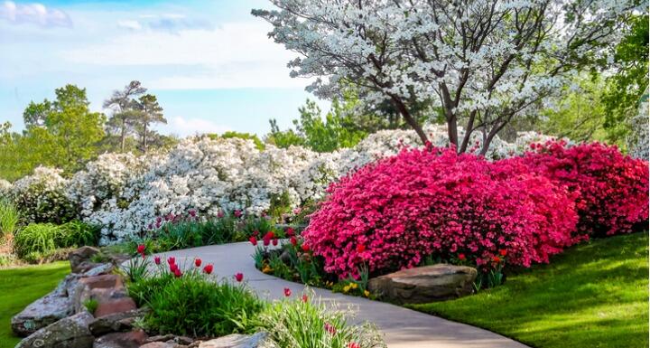 Curved path through banks of Azeleas and under dogwood trees 