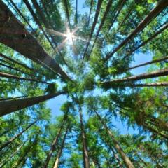 upward view of dense pine forest with blue sky