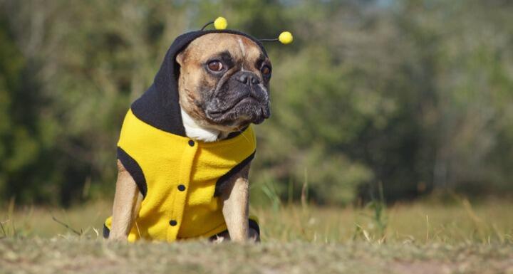 Dog in Bee Costume