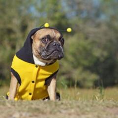 Dog in Bee Costume