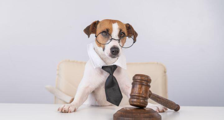 Dog wearing Glasses with a Tie sitting at desk with a gavel