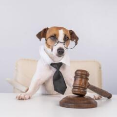 Dog wearing Glasses with a Tie sitting at desk with a gavel
