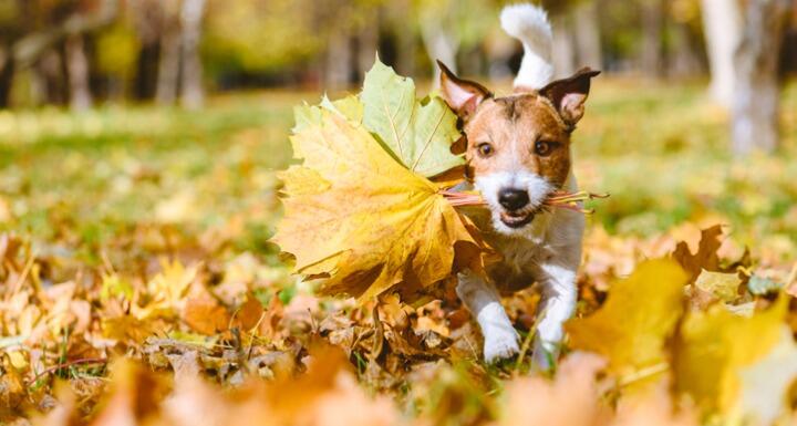 Dog running through leaves