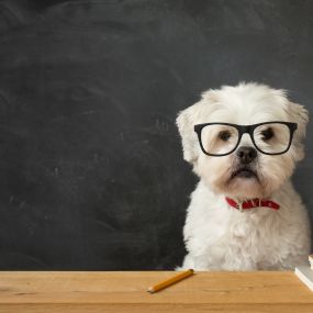 Dog wearing Glasses and red bowtie setting at teacher desk