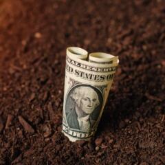 Dollar bill in brown dirt