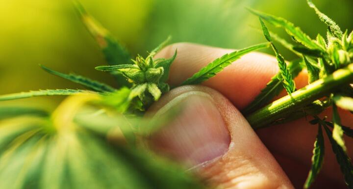 farmer exams hemp plant leaf