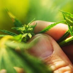 farmer exams hemp plant leaf