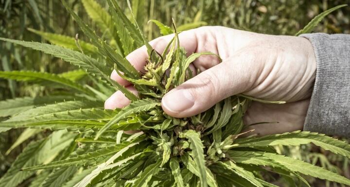 A farmer examines the top of a hemp plant in the field