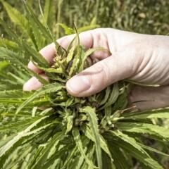 A farmer examines the top of a hemp plant in the field