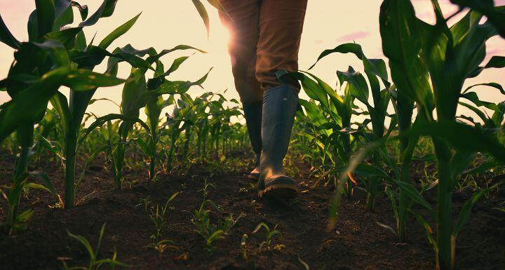 Farmer walking through maize field