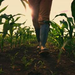 Farmer walking through maize field