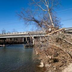 Flood debris in tree beside the French Broad River in Asheville's River Arts District 