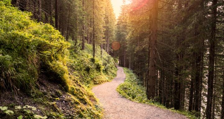 Forest Road Under Sunset Sunbeams