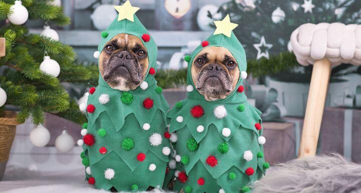 French Bulldog dogs wearing Christmas tree costumes