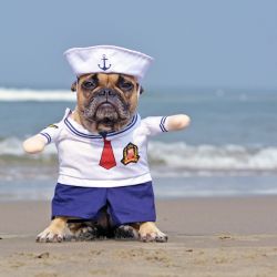 Funny French Bulldog dressed up with a cute sailor dog 