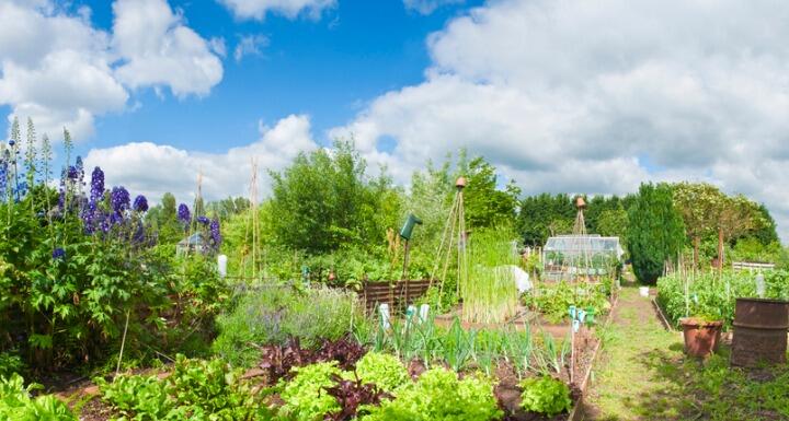 Garden with greenhouse in background