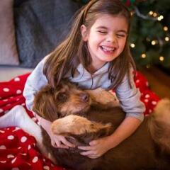 Little girl playing brown dog on Christmas morning