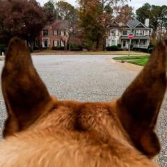 GoPro POV perspective of French Bulldog ears while walking 