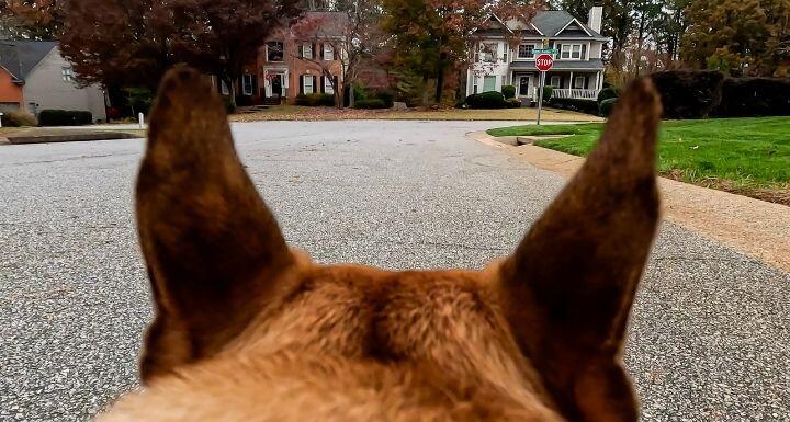 GoPro POV perspective of French Bulldog ears while walking 