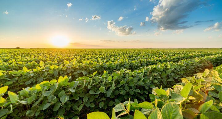 Green ripening soybean field