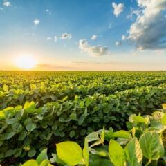 Green ripening soybean field
