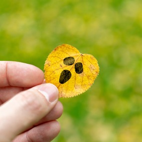 Hand holding cheerful face drawn on yellow leaf 