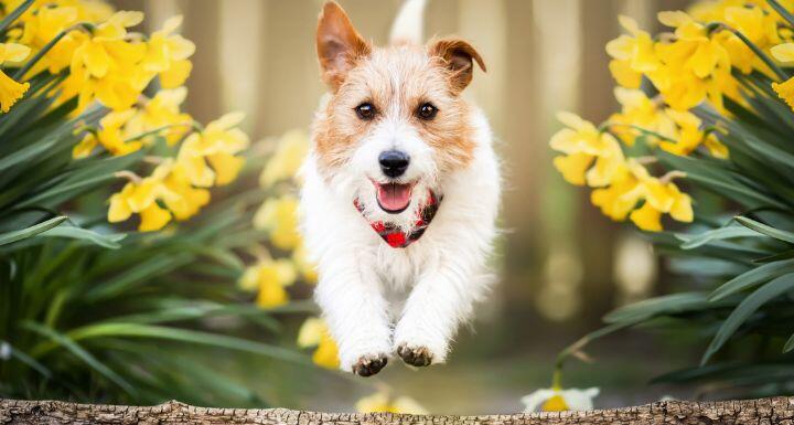 Happy playful pet dog puppy running between flowers in spring