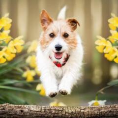 Happy playful pet dog puppy running between flowers in spring