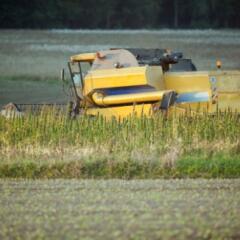 Farm machine harvesting hemp plants