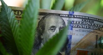 hemp leaves with money