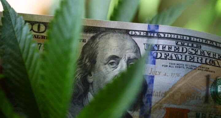 hemp leaves with money