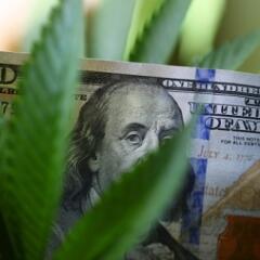 hemp leaves with money