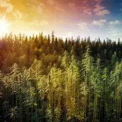Hemp field with a colorful sunset sky in the background