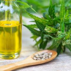 Wooden spoon holding hemp flower seeds cbd oil and hemp plant resting on a table