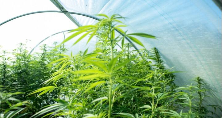 Hemp plants growing in a greenhouse