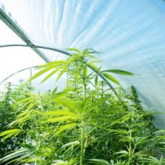 Hemp plants growing in a greenhouse