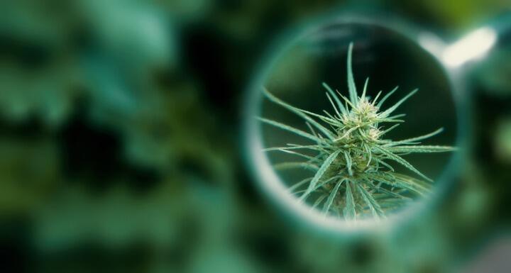 Hemp plant under magnifying glass