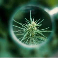 Hemp plant under magnifying glass
