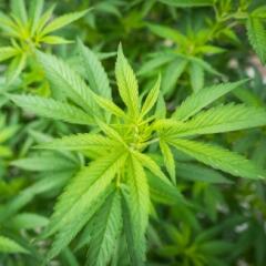 Green hemp plant