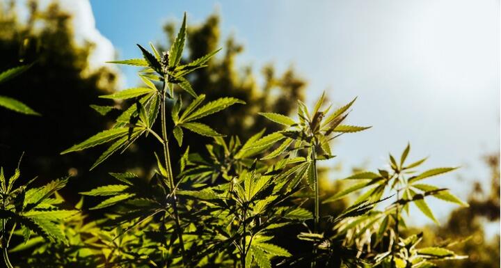 Close up of hemp plant in sunny field