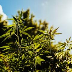Close up of hemp plant in sunny field